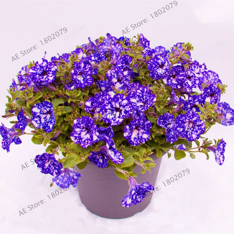 Night Sky Petunia Seeds - Blue & Pink Flowers for Home, Courtyard, Bonsai | Easy-Grow Garden Seeds