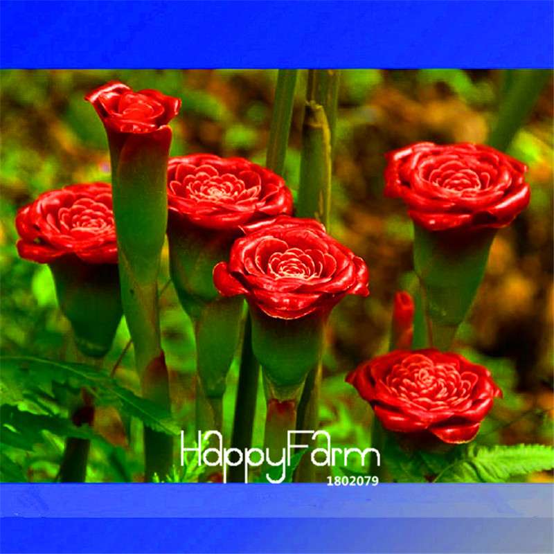 Red Carnation 'Red Up Lamp Bulb' Seeds - Fragrant Perennial Flowers for Bonsai & Garden Planting