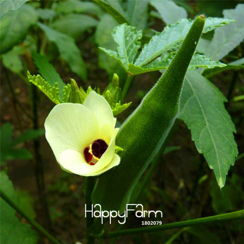 Organic Okra Seeds Non-GMO | Kidney Health, Garden & Potted Plants | USA Grown, Countryside Fun