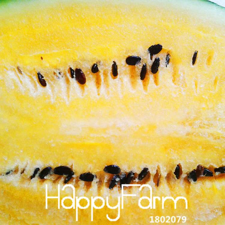 Yellow Flesh Watermelon Seeds for Planting - Sweet Home Garden Fruit, Non-GMO, High Yield