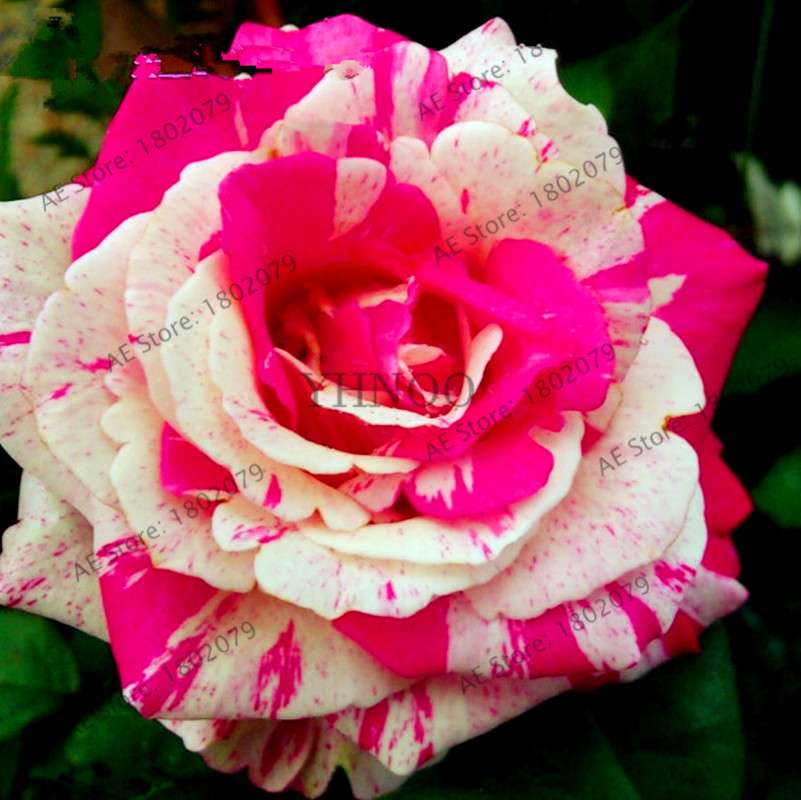 Rare Candy Stripe Rose Seeds - Mixed Color Bonsai Flower Seeds for Home Garden (Black, Blue)