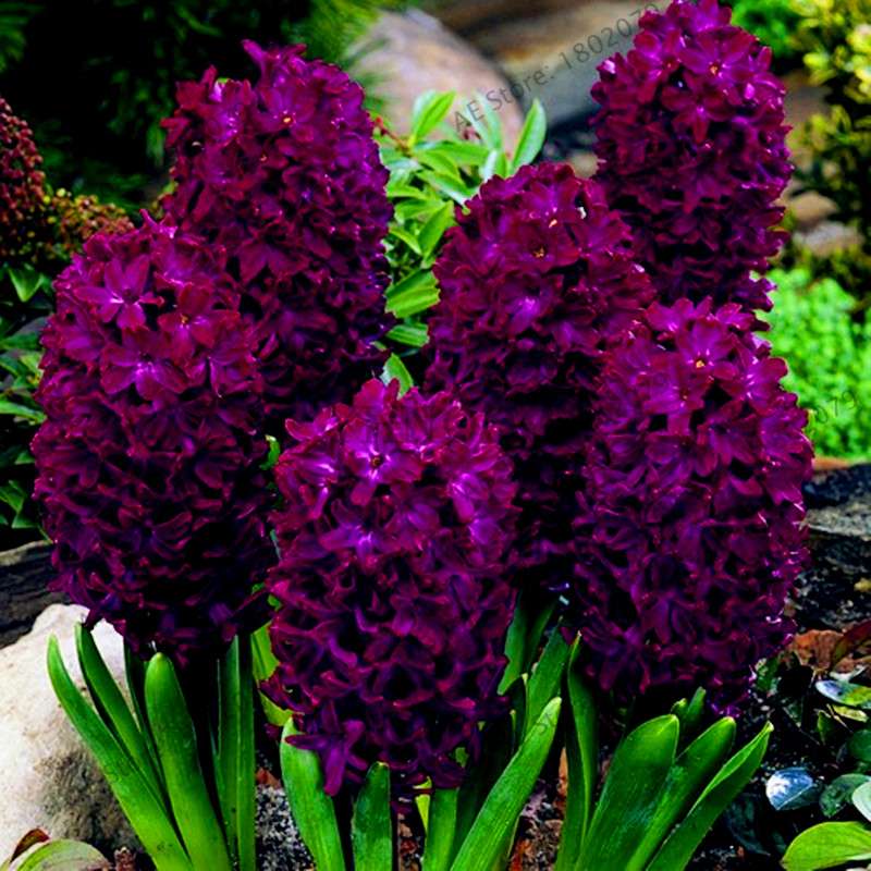 Hyacinth Seeds for Planting - Easy-Grow Potted Bonsai Flowers, Indoor/Outdoor Garden