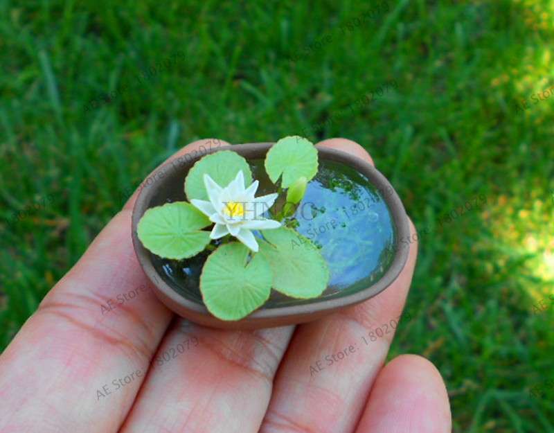 Lotus Flower Seeds - Aquatic Water Lily Plants for Home Garden Planting