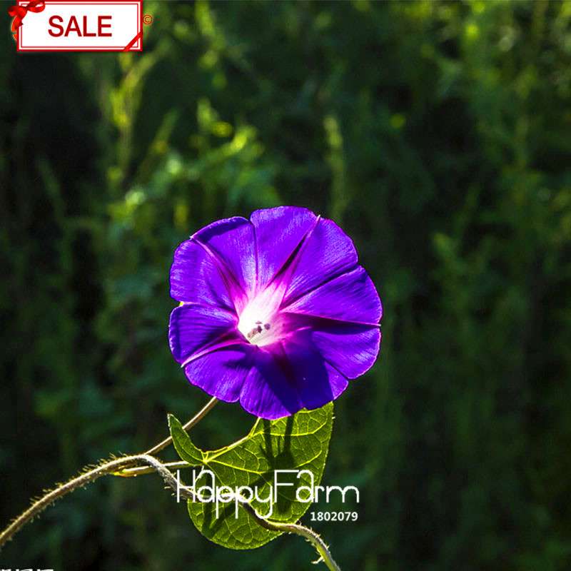 Purple Morning Glory Seeds - Vibrant Chinese Ipomoea Nil Flowers for Garden