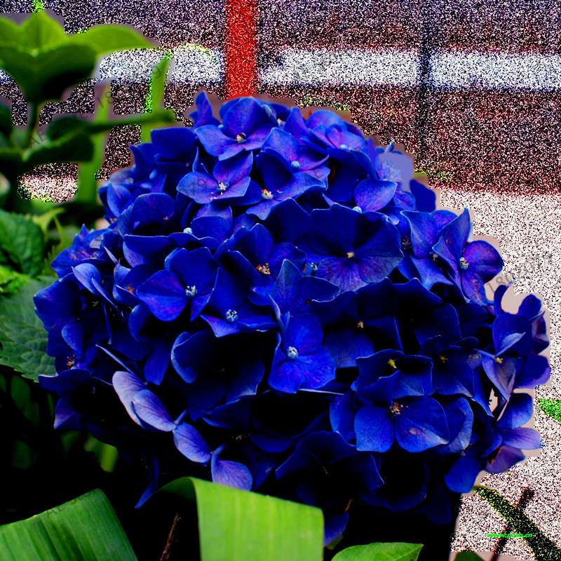 Hydrangea Seeds - Perennial Flowers for Wedding, Party, Home & Garden | Easy Grow Beautiful Blooms