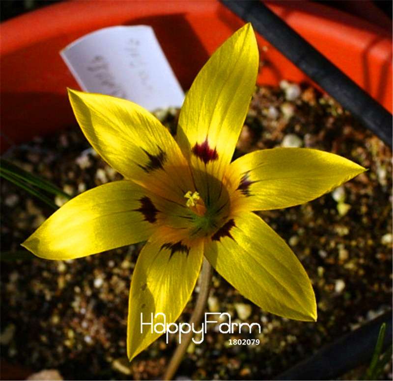 Romulea Flower Seeds - Rare, Fresh & Beautiful for Home Garden Planting