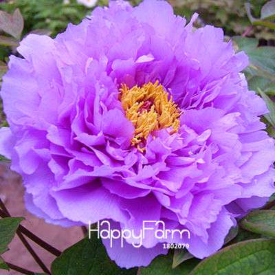 Black Purple Peony Seeds - Exotic Potted Bonsai Plant for Home Garden, Easy to Grow Flower Seeds