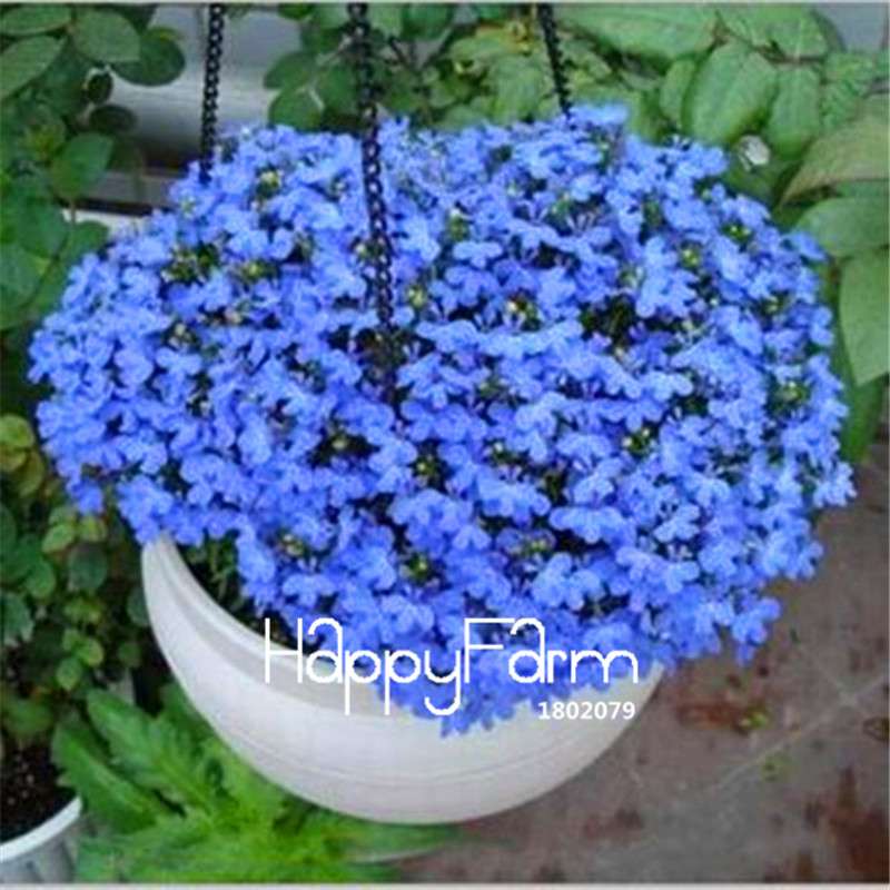 Lobelia Seeds - Bonsai Flower, Creeper & Ground Cover Plants for Garden Landscaping | Fast-Growing