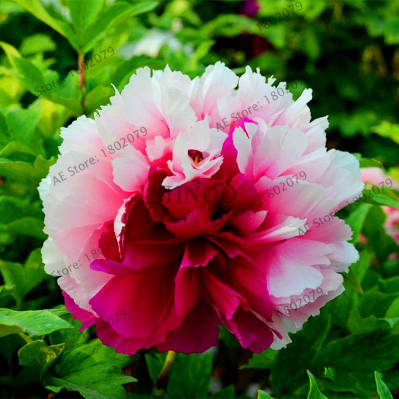 Rare Perennial Peony Seeds - Mixed Colors & Species, Bonsai Flower Tree for Home & Garden