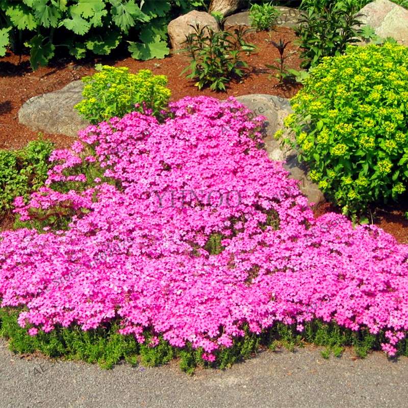 Rare Rock Cress & Creeping Thyme Seeds - Perennial Ground Cover Flowers for Home Garden | Fast-Growing Climbing Plants