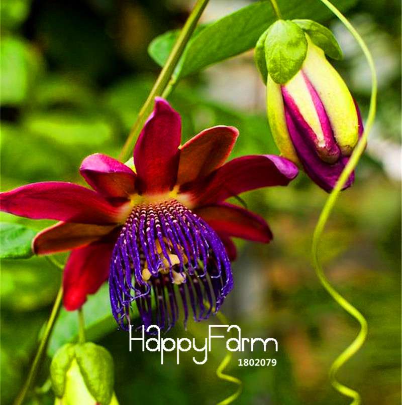 Passion Flower Seeds - Passiflora Vine Fruit Bonsai Plant for DIY Home Garden | Fast-Growing