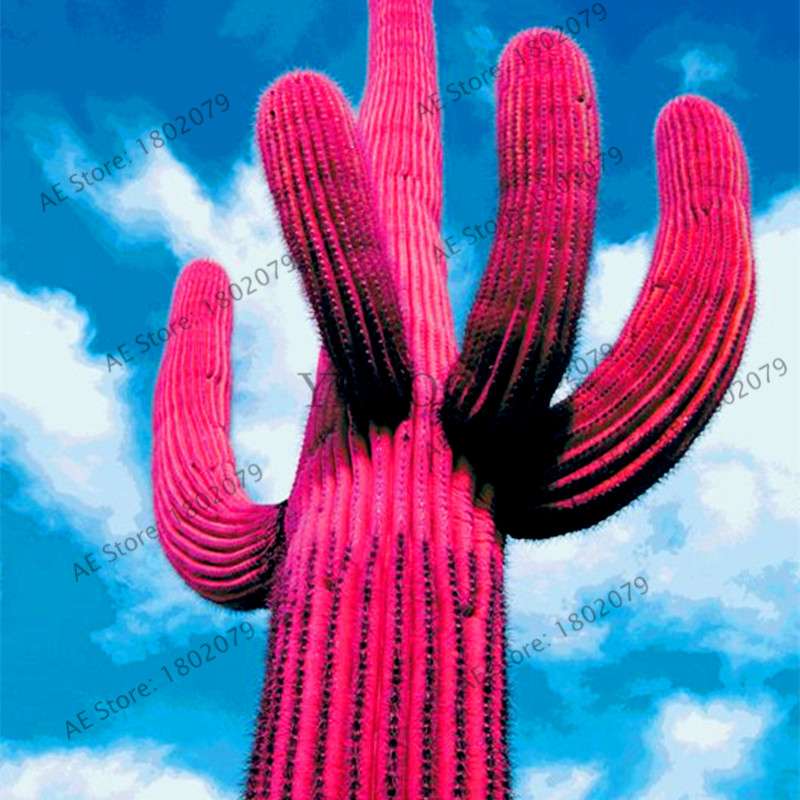 Premium Cactus & Succulent Seeds Mix - High Germination for Home & Garden Planting