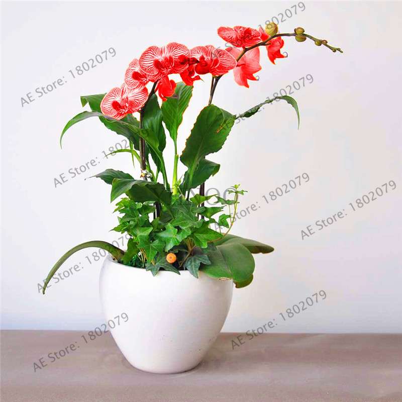 Rare Mixed Color Butterfly Orchid Seeds - Beautiful Bonsai Balcony Flowers for Garden Planting