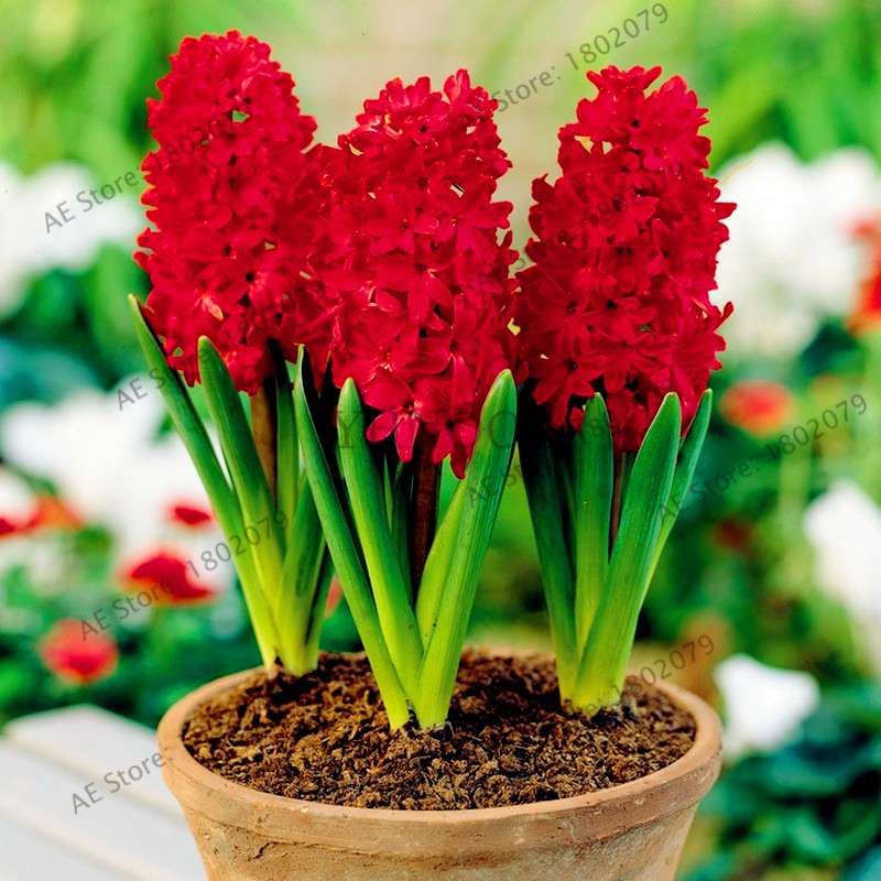 Hyacinth Seeds for Planting - Easy-Grow Potted Bonsai Flowers, Indoor/Outdoor Garden