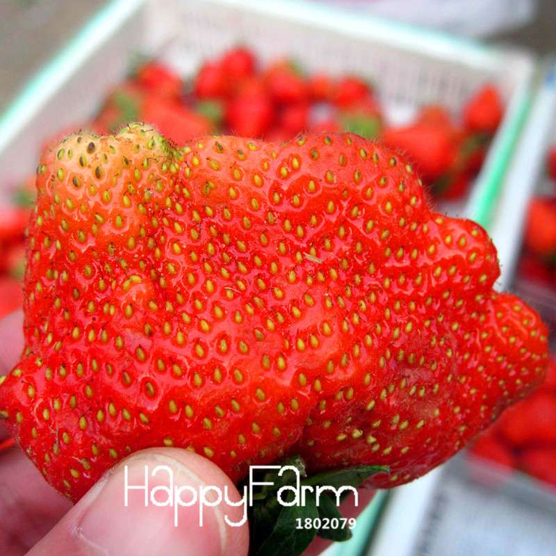 Super Giant Strawberry Seeds - Sweet Fruit for Garden, Balcony & Pots | Non-GMO, Easy Grow