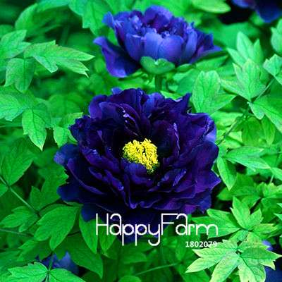 Black Purple Peony Seeds - Exotic Potted Bonsai Plant for Home Garden, Easy to Grow Flower Seeds