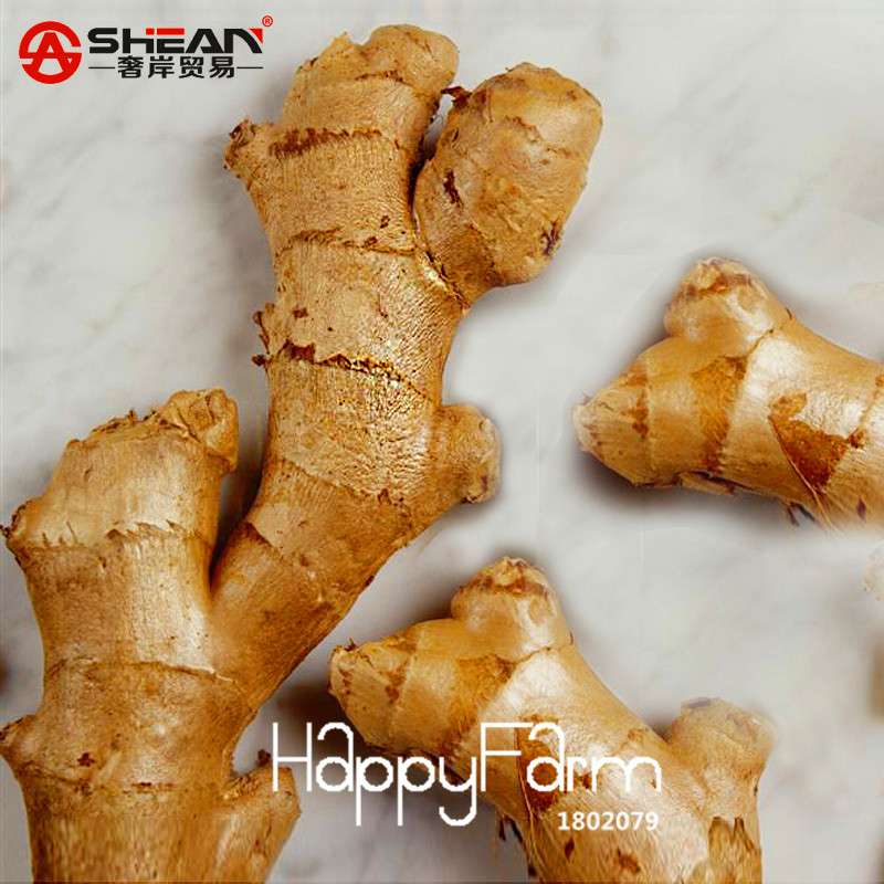 Ginger Seeds - Grow Fresh Zingiber Plants Year-Round, Perfect for Balcony & Indoor Potted Bonsai Gardening