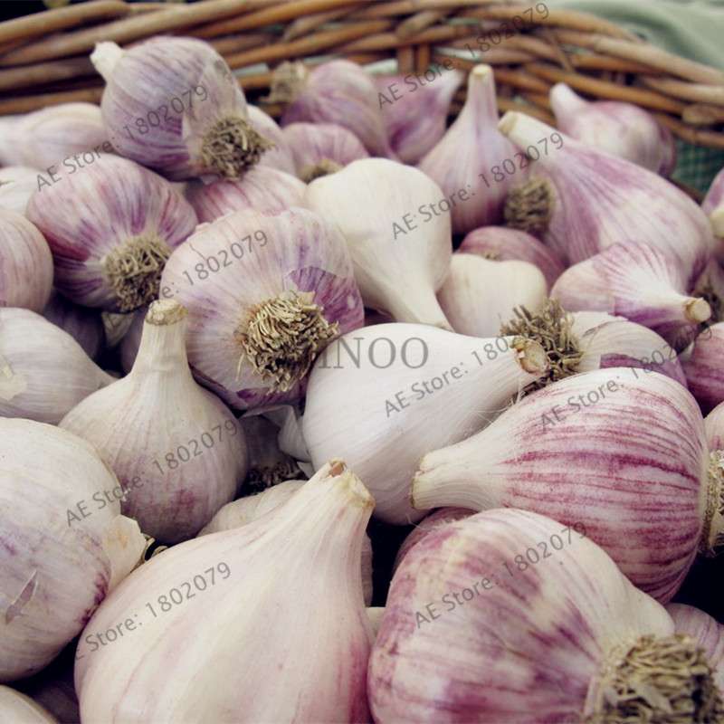 Organic Garlic Seeds - Healthy, Natural & Delicious Home Garden Planting