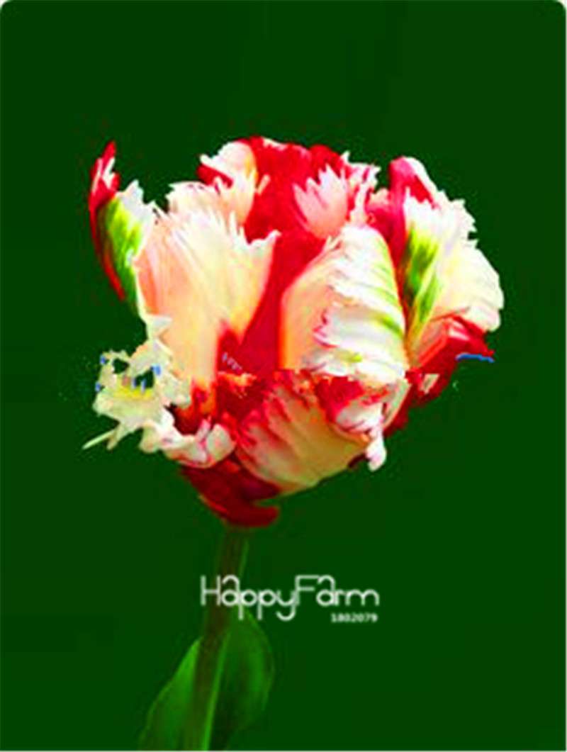 Dutch Tulip Flower Seeds - Potted Bonsai for Home & Garden Planting