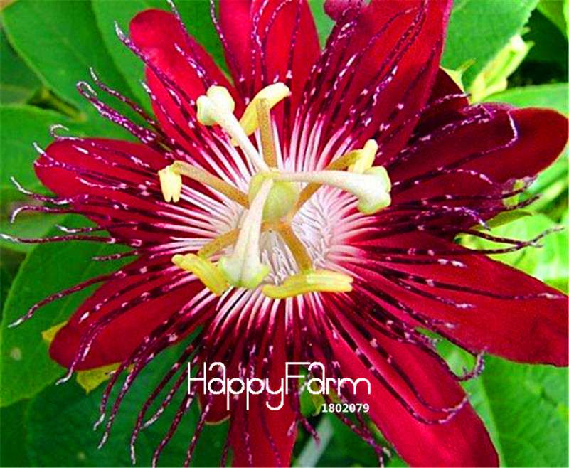 Passion Flower Seeds - Passiflora Vine Fruit Bonsai Plant for DIY Home Garden | Fast-Growing