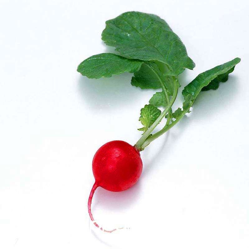 Organic Non-GMO Red Radish Seeds - Fresh Garden Vegetable Seeds for Home Planting