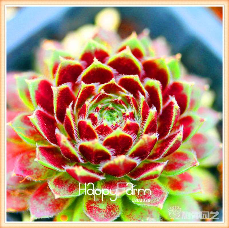 Lithops Seeds - 99 Varieties, Succulent & Bonsai Plants for Office - Fast Shipping & High Germination Rate