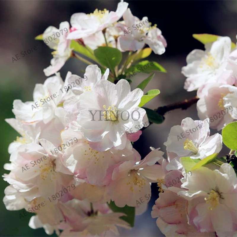 Begonia Seeds - Easy to Grow Bonsai Balcony Flowers, Potted Eustoma & Malus Spectabilis for Home Garden