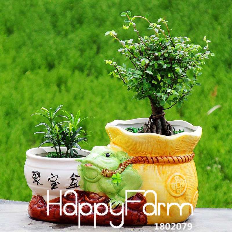 Seeds - Chinese Bonsai Elm Tree Seeds (Ulmus Pumila) | Hardy Perennial Garden Planting
