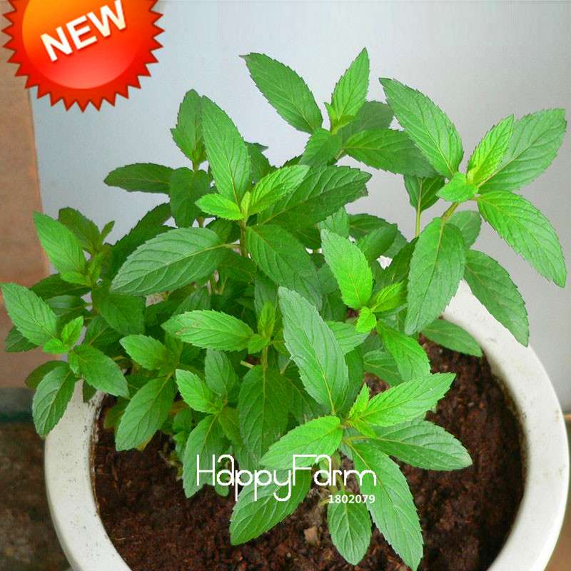 Premium Mint Seeds for Herbal Tea - Radioprotective Benefits, Non-GMO, USA Garden