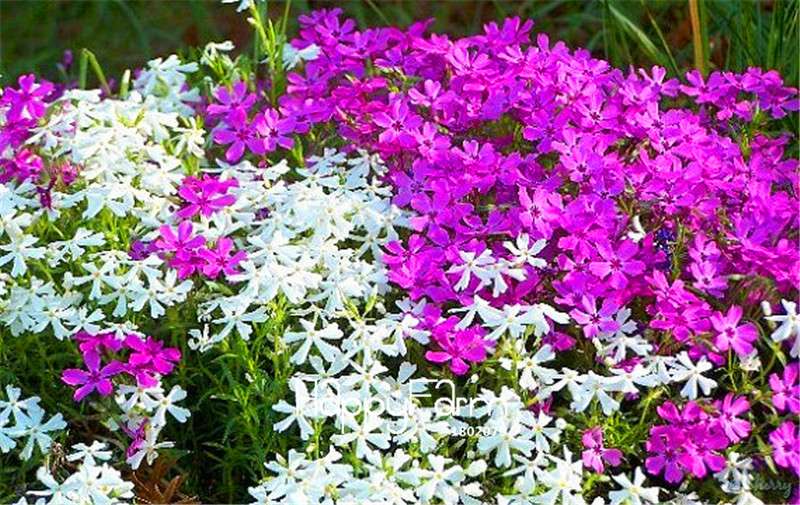 Mountain Phlox Seeds - Heirloom Bonsai Flower Seeds for Home Garden Planting | Non-GMO, Easy Grow