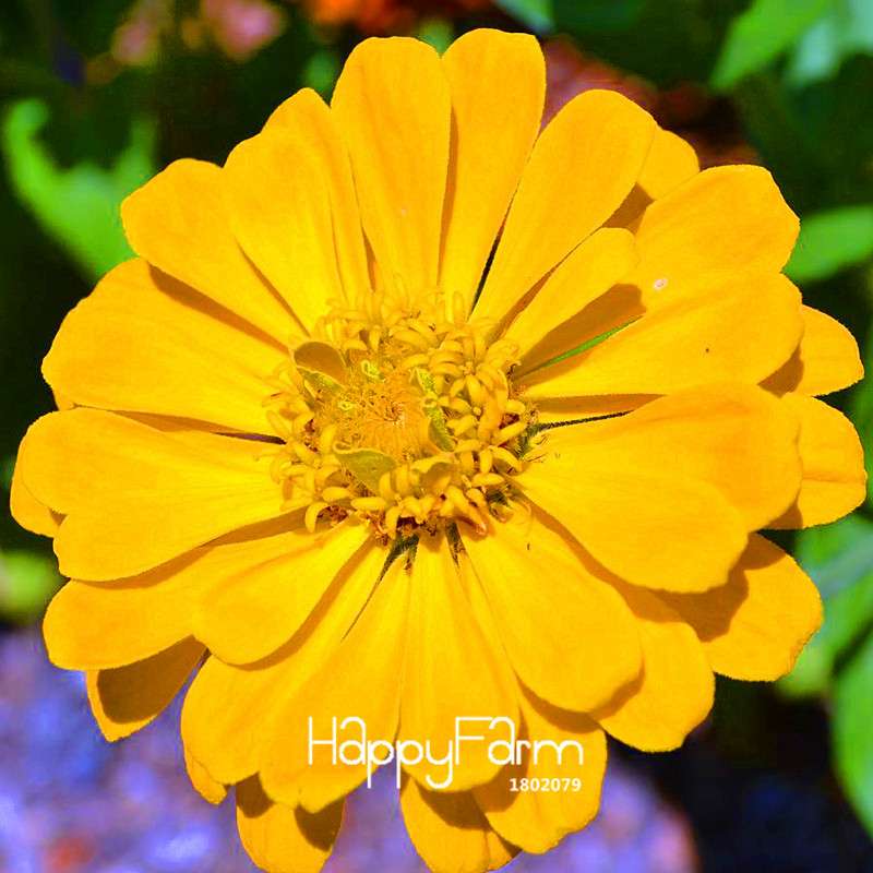 Premium Zinnia Seeds Mix - 24 Varieties, - Rare Colorful Flowers for Indoor & Outdoor Gardens