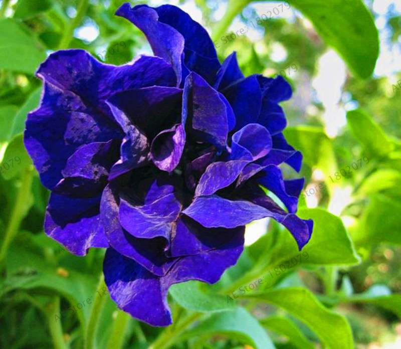 Double Petal Petunia Seeds - Vibrant Indoor Flower Bonsai Plants for Home & Garden