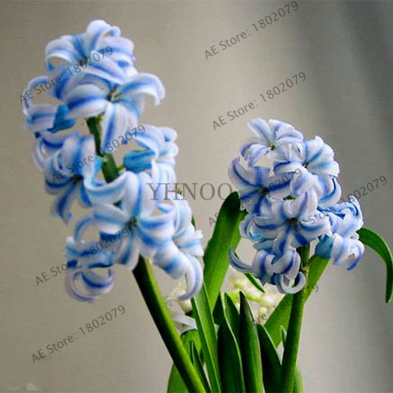 Hyacinth Seeds for Planting - Fragrant Potted Bonsai Flowers, Home Garden Blooming Bulbs