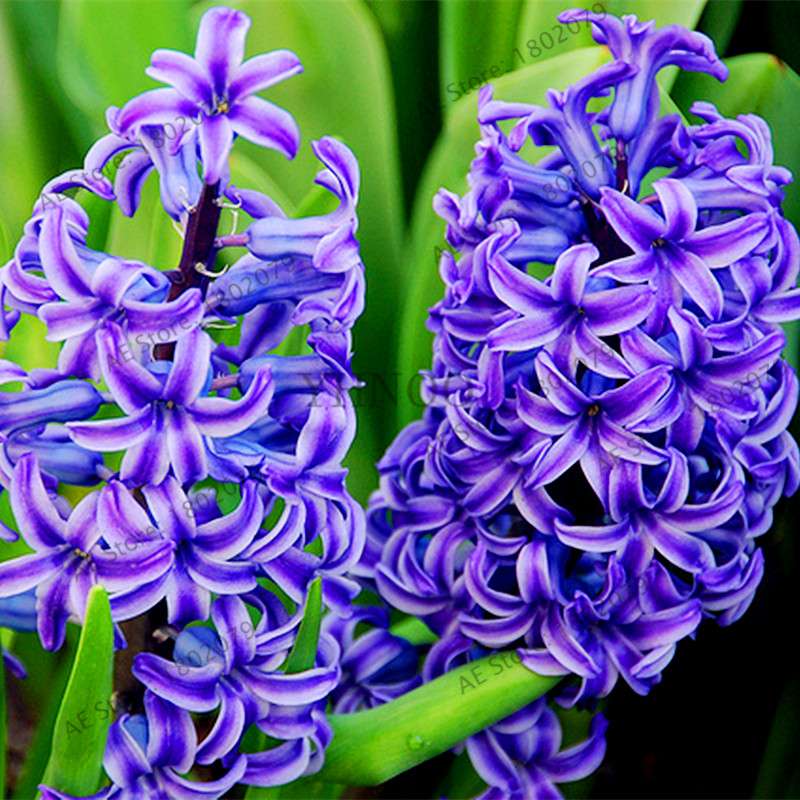 Hyacinth Seeds for Planting - Easy-Grow Potted Bonsai Flowers, Indoor/Outdoor Garden