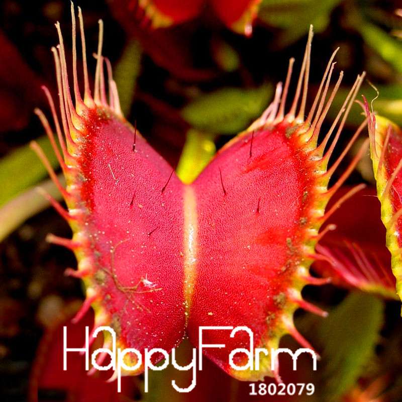 Venus Flytrap Seeds - Carnivorous Bonsai Plant for Garden, Terrarium & Home | 3 Varieties