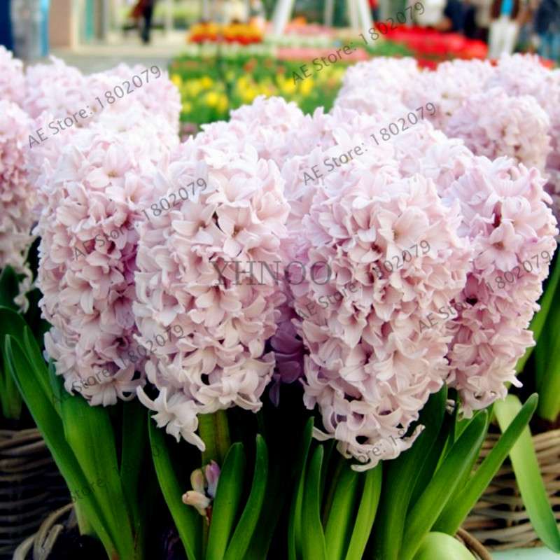 Hyacinth Seeds for Planting - Fragrant Potted Bonsai Flowers, Home Garden Blooming Bulbs