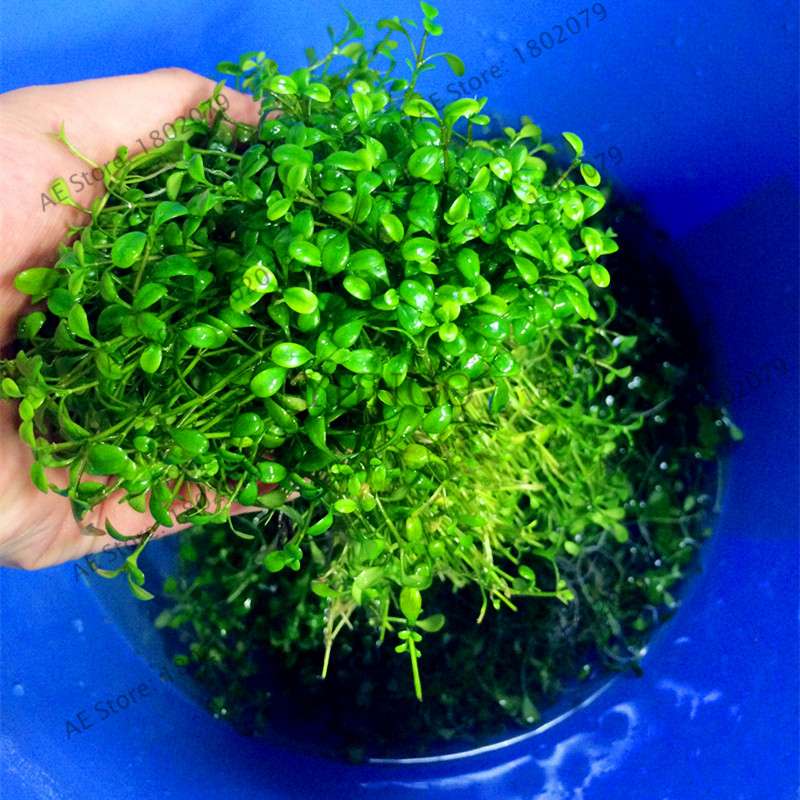 Mixed Aquarium Plants Seeds - Fish Tank Decor, Live Water Grass for Aquatic Plant Lovers