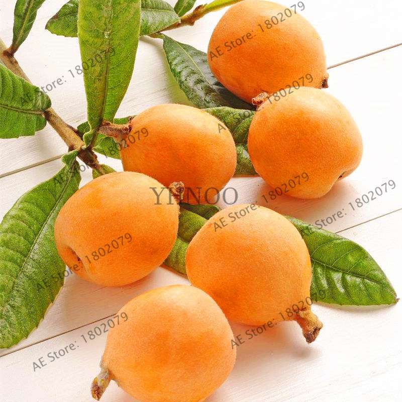 Premium Loquat Seeds - Sweet Fruit, Bonsai & Home Garden Planting, High-Quality for USDA Zones