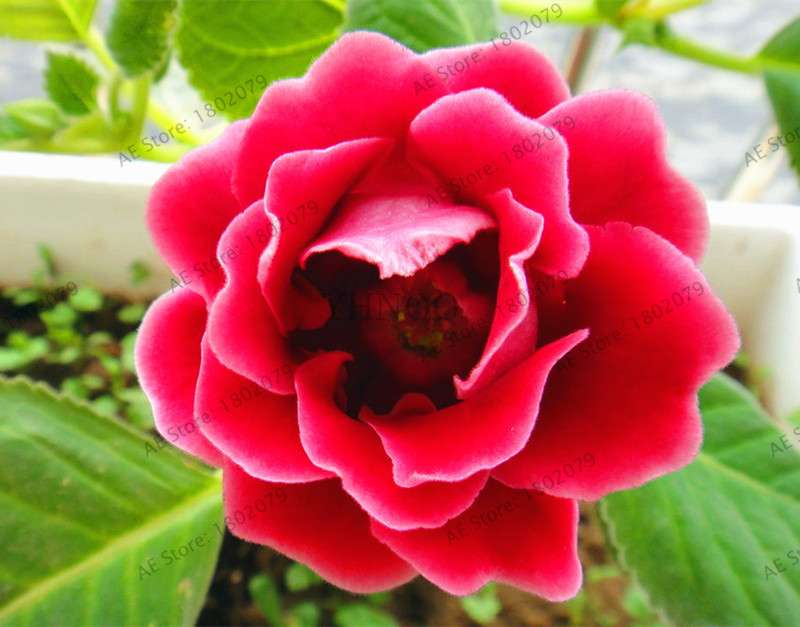 Climbing Gloxinia Seeds - Perennial Sinningia Speciosa Bonsai Flowers for Balcony & Garden Planting