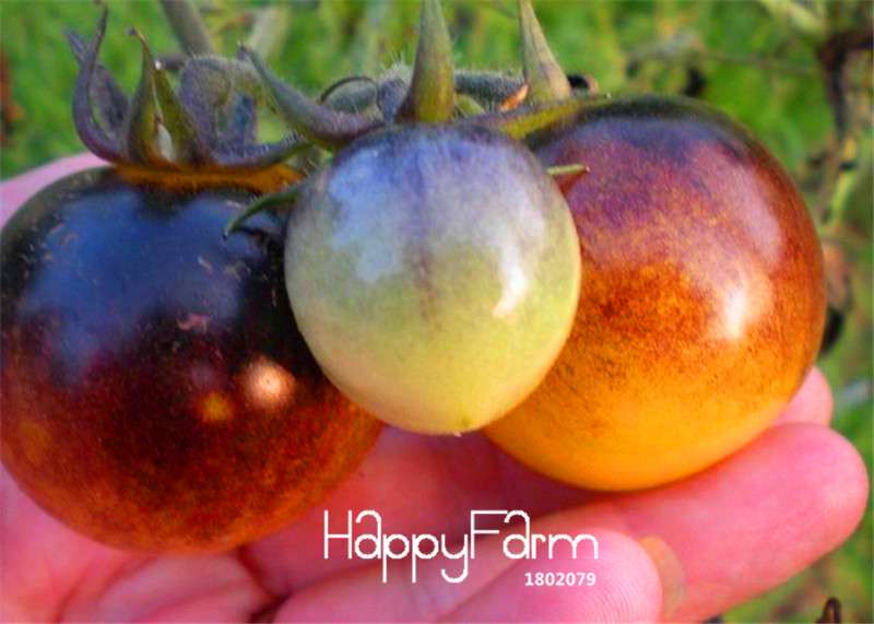 Rare Bumble Bee Heirloom Tomato Seeds - Low Acid, for Mini Garden | Non-GMO, USA Grown