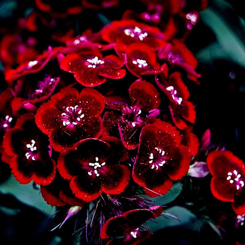 Dianthus Seeds - 24 Vibrant Colors, Easy to Grow, High Germination for DIY Garden Flowers | Fast Shipping