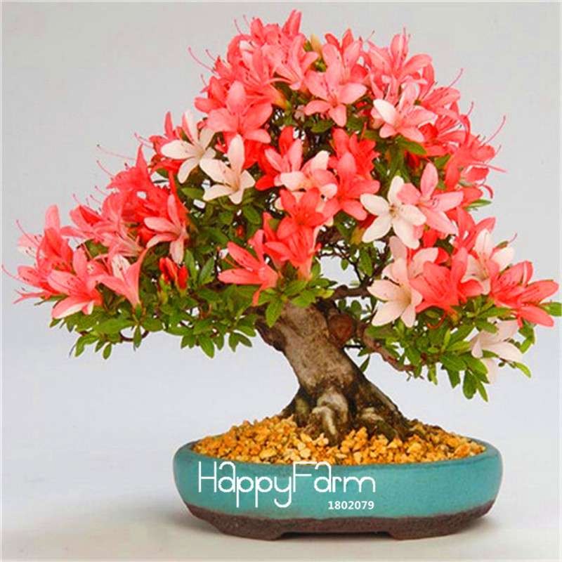 Cherry Blossom Seeds - Easy to Grow Sakura Bonsai Tree for Home Garden, Perennial Flower Like Azalea