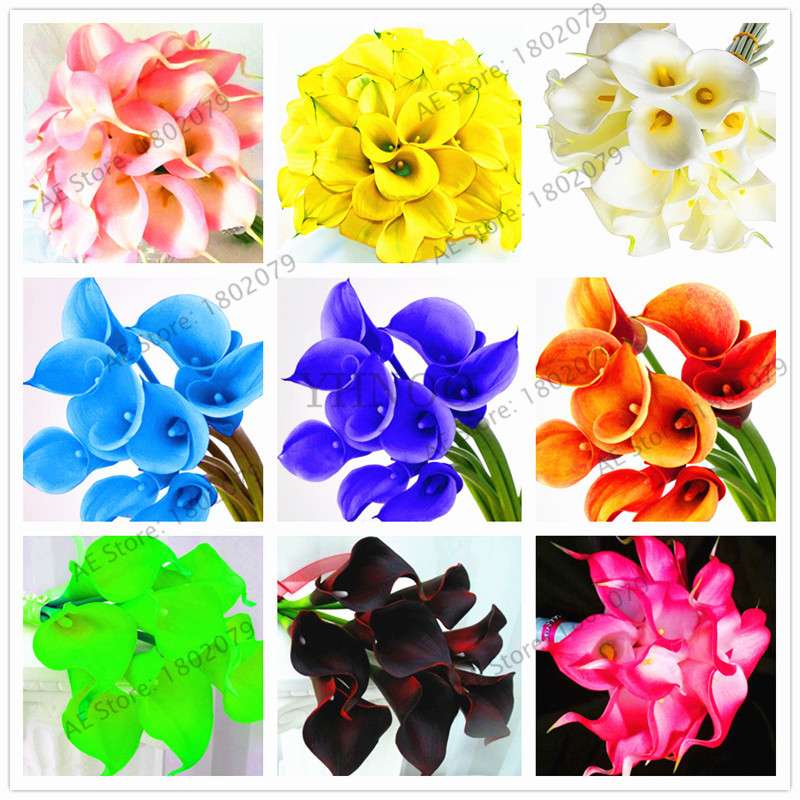 Rare Mixed Color Calla Lily Seeds - Beautiful Bonsai Flowers for Home Garden & Backyard Planting