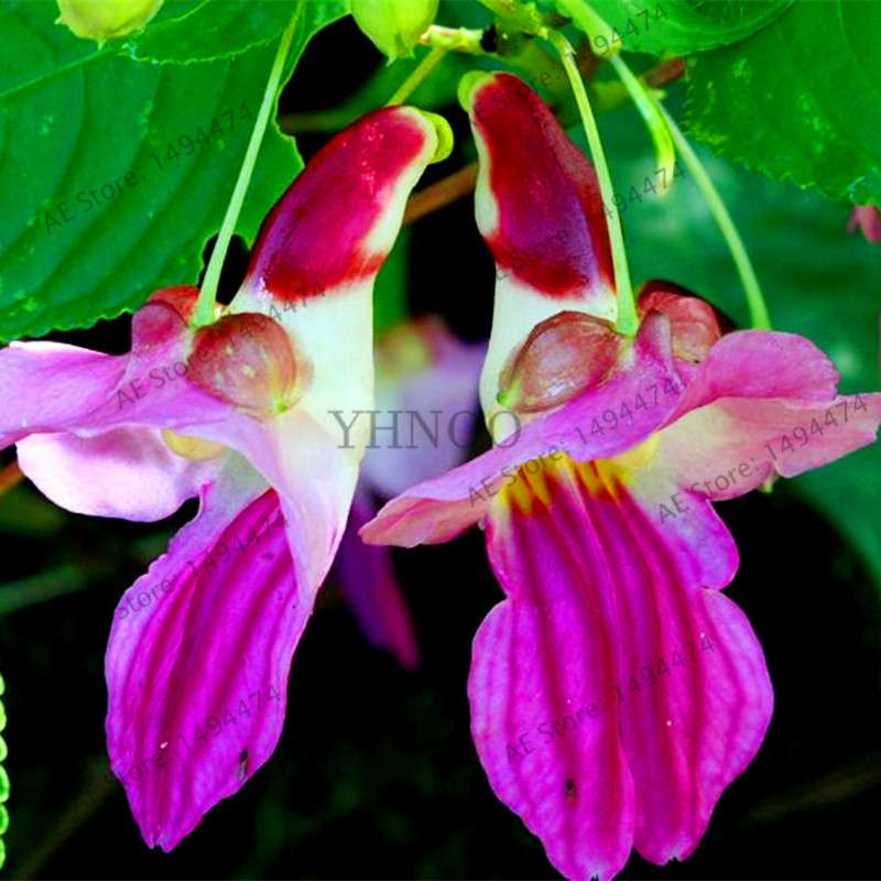 Rare Japanese Colorful Parrot Orchid Seeds - Exotic High-Grade Bonsai & Blooming Plants for Sale