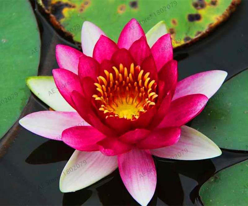 Lotus Flower Seeds - Aquatic Water Lily Plants for Home Garden Planting