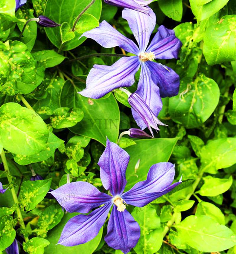 Mixed Clematis Seeds - Easy to Grow Beautiful Bonsai Flowers for Home Garden (Limited Time Offer)
