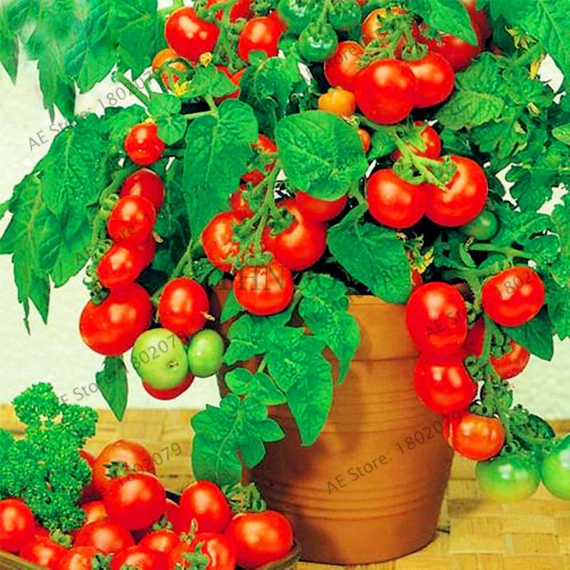 Bonsai Tomato Seeds - Easy to Grow Perennial Plant for Home & Garden, Healthy Fruit & Veggies