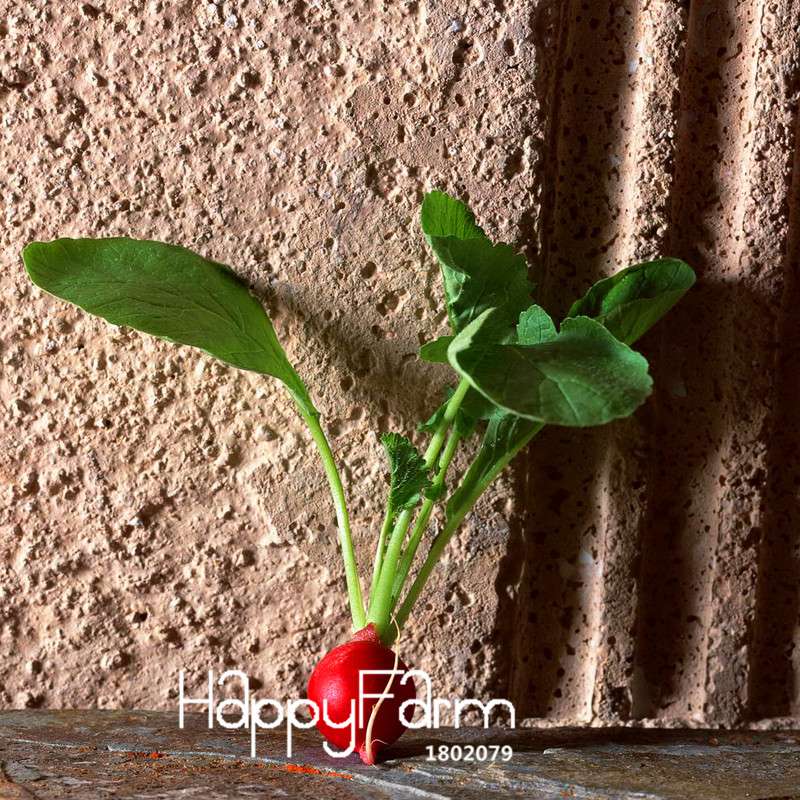Organic Cherry Radish Seeds - for Balcony, Potted Planting, Fresh Green Veggies | Non-GMO