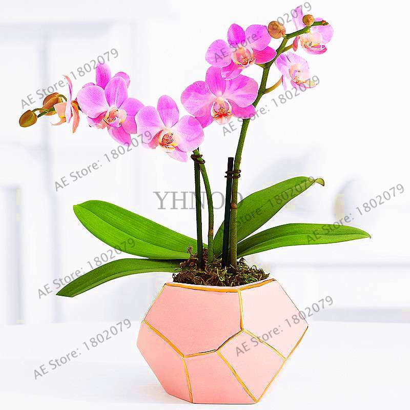 Rare Mixed Color Butterfly Orchid Seeds - Beautiful Bonsai Balcony Flowers for Garden Planting