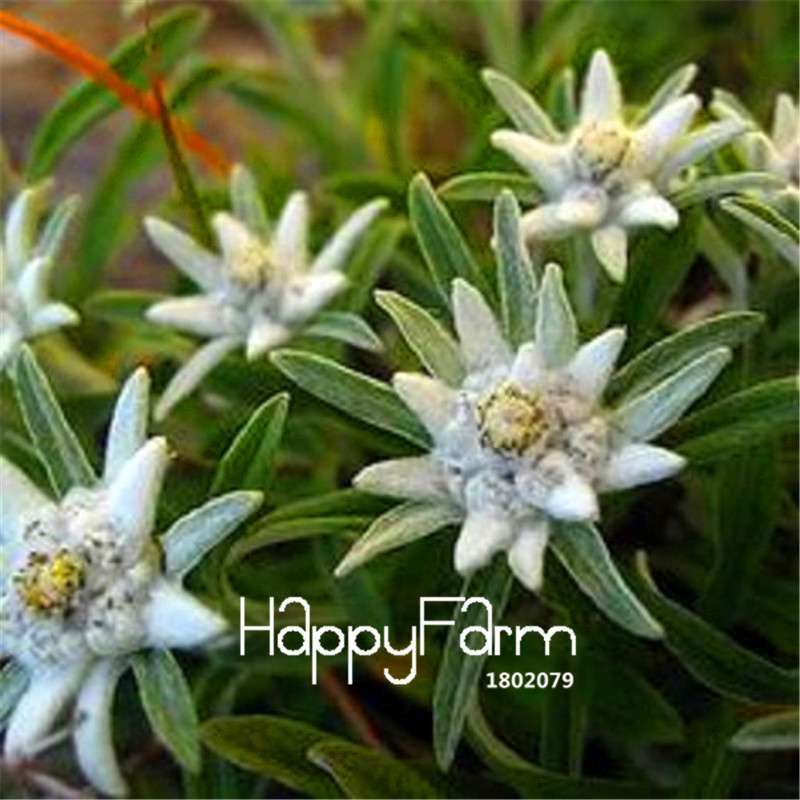 Edelweiss Seeds - Grow Stunning Bonsai & Potted Flowers, DIY Home Garden Kit